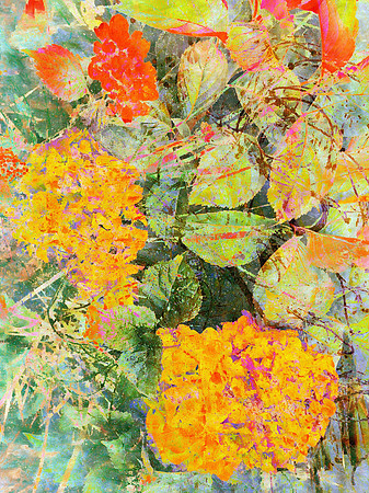 Hortensia rêveur